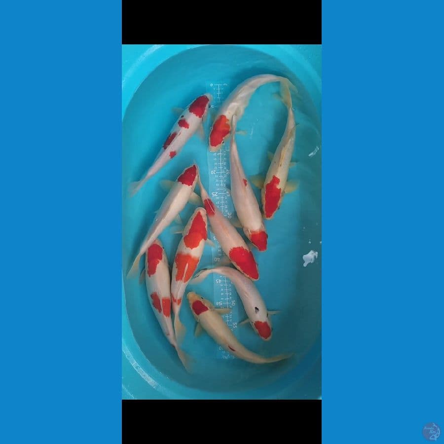 KOHAKU 10 EKOR 30-33cm