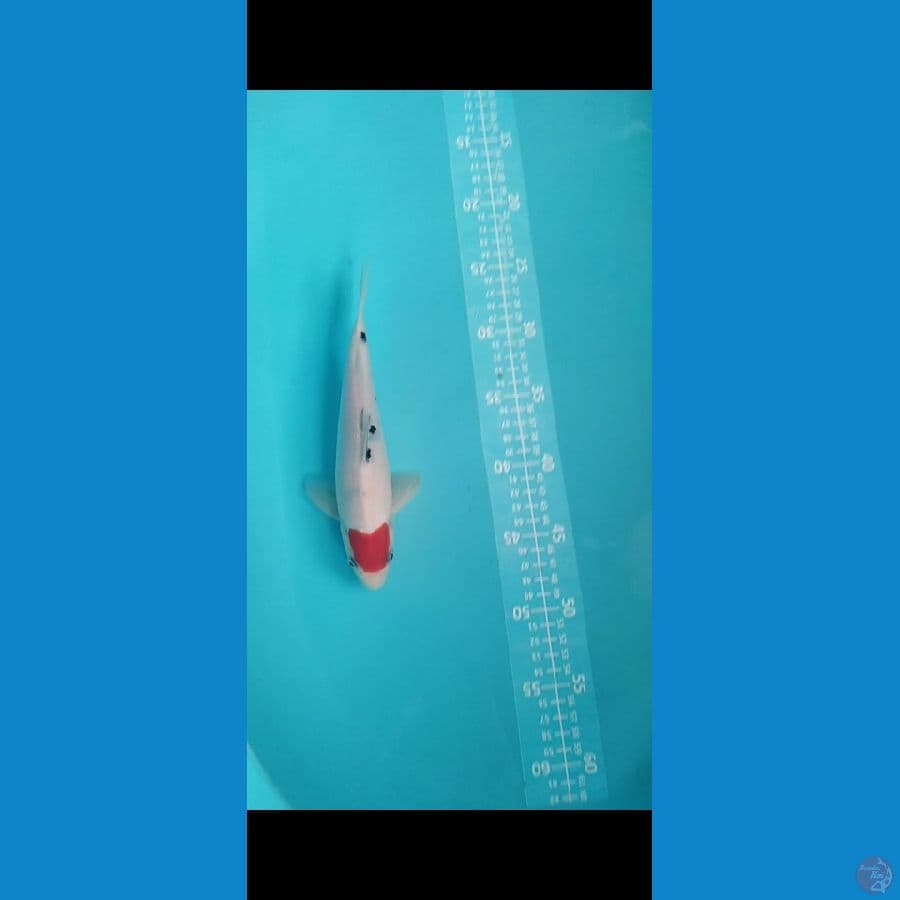 Tanco Sanke 25cm Jantan