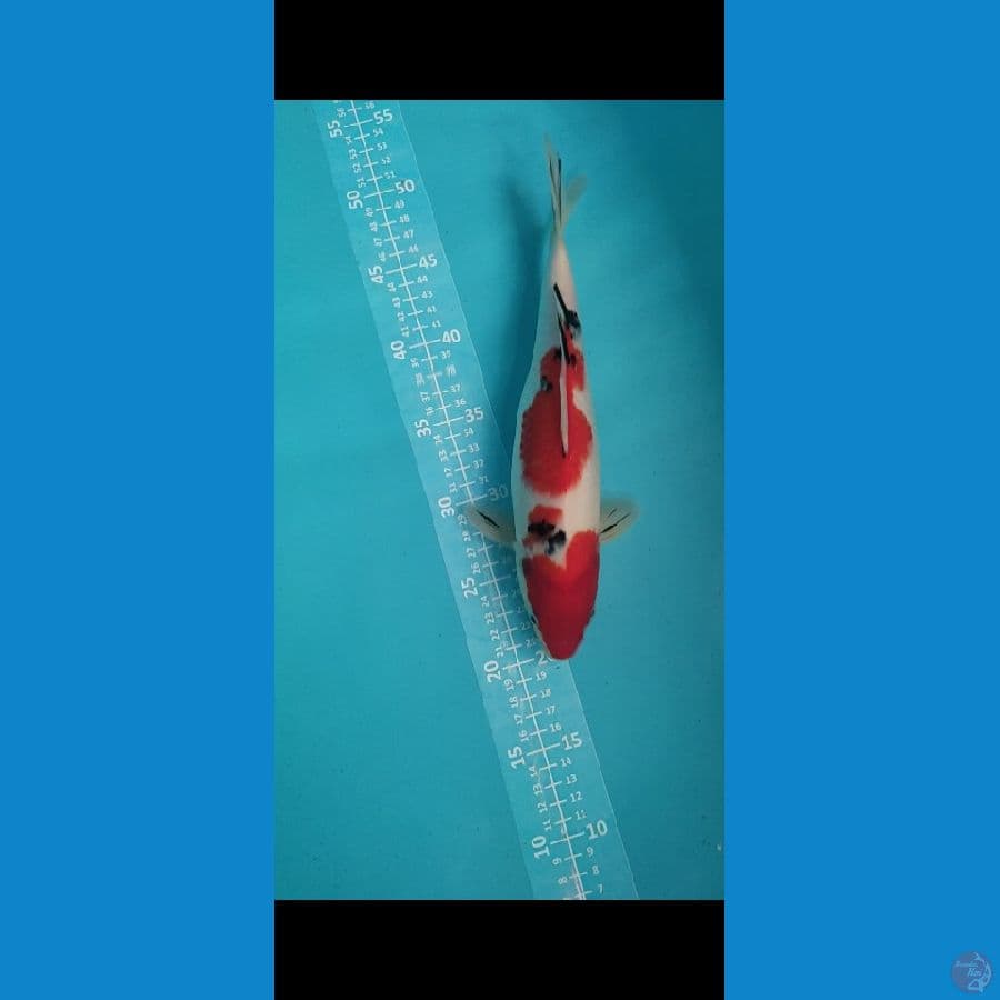 maruten Sanke 32cm Merah