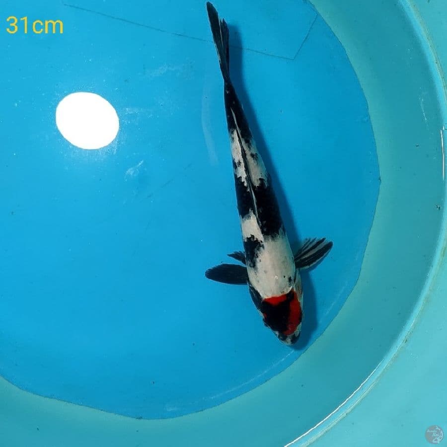 TANCHO SHOWA - 31CM