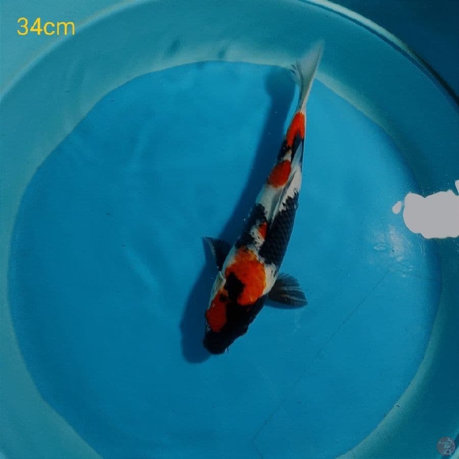 SHOWA 34cm