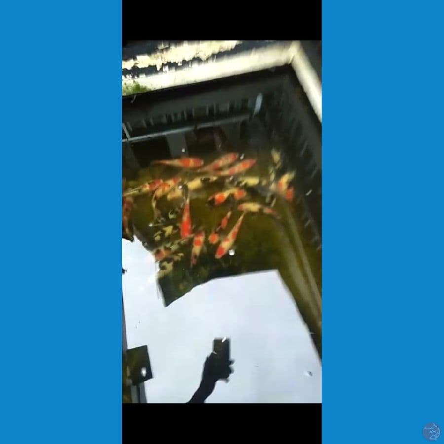BORONGAN KOLAM 27 37 CM 23 ekor RATA IKAN 30 CM