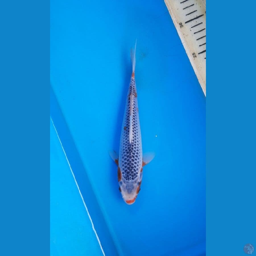 Asagi 22cm