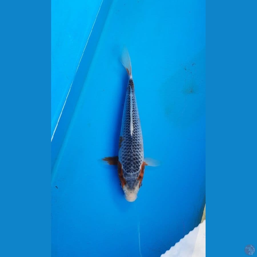 asagi 20cm