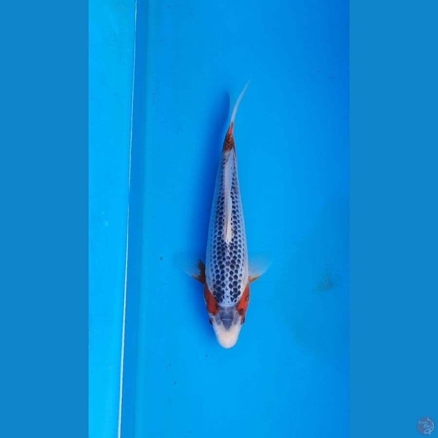 asagi 20cm