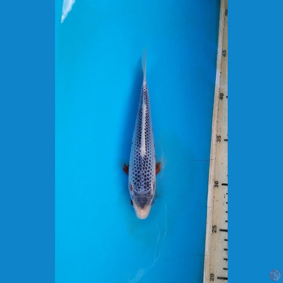 asagi 18cm