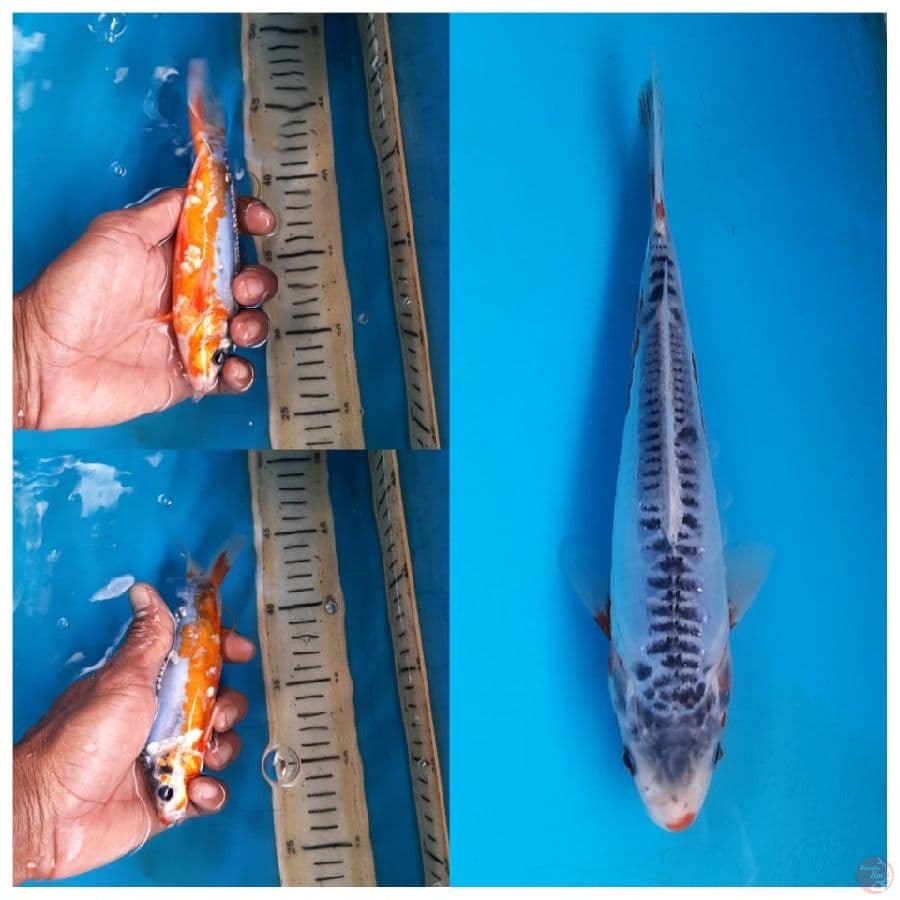 Shusui 17cm
