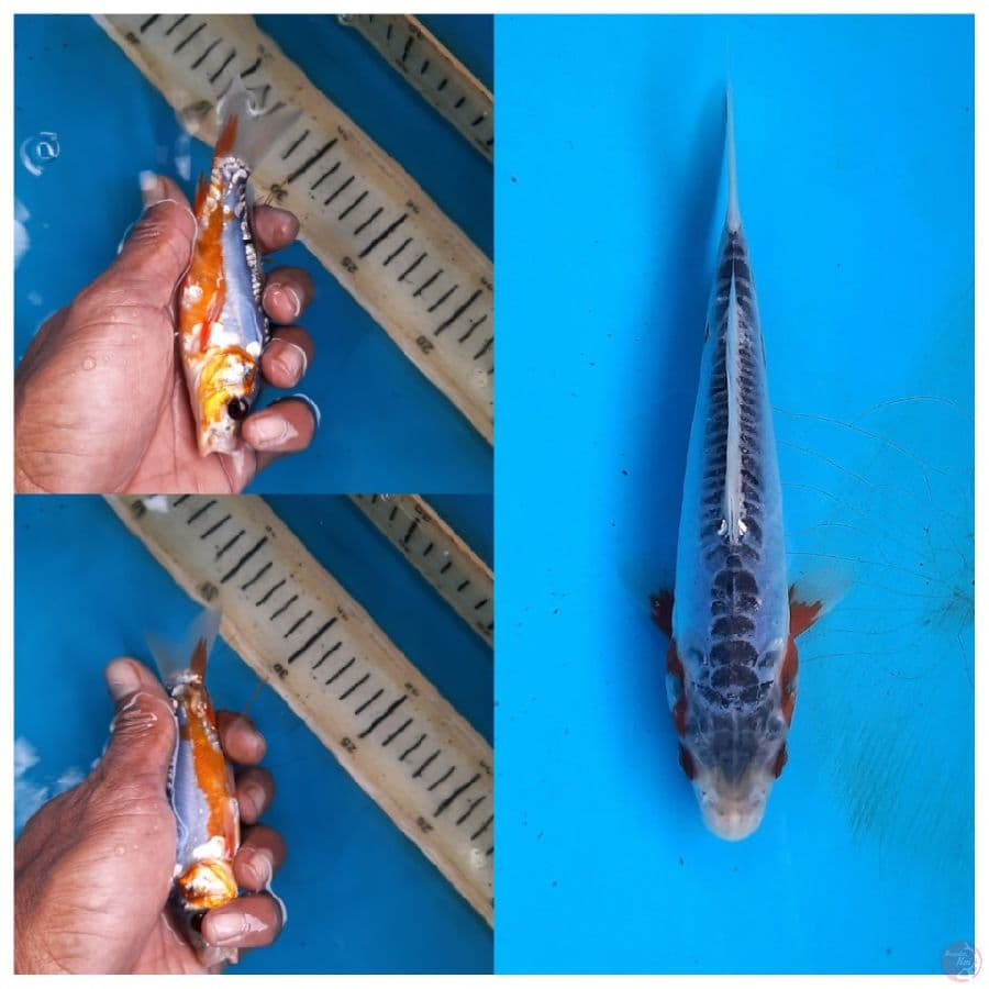 shusui 13cm