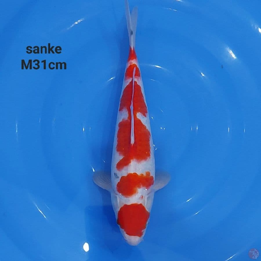 MARUTEN SANKE TATEGOI