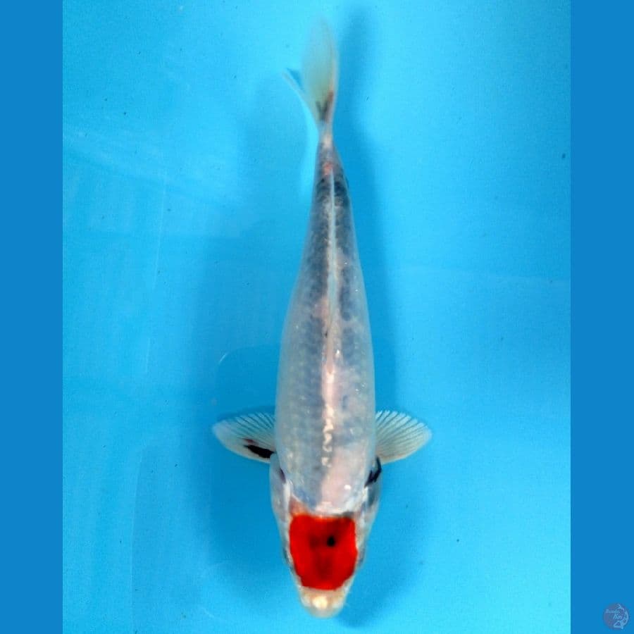 tancho showa hikari 18cm