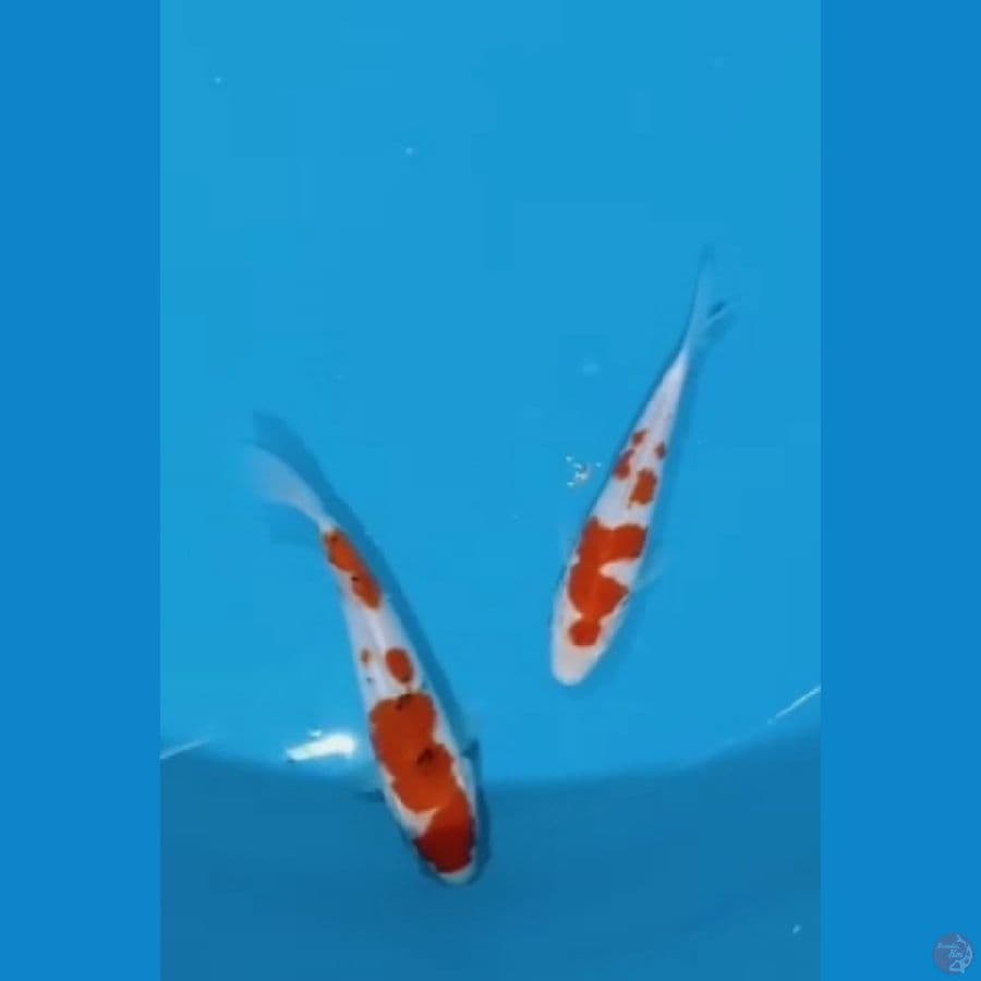 Kohaku Sanke 15-17cm