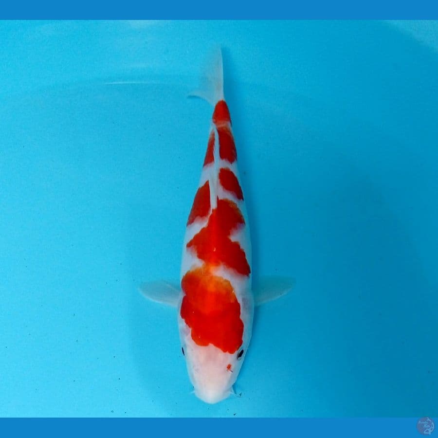 kohaku 23 cm