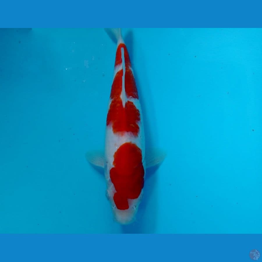 kohaku 23 cm