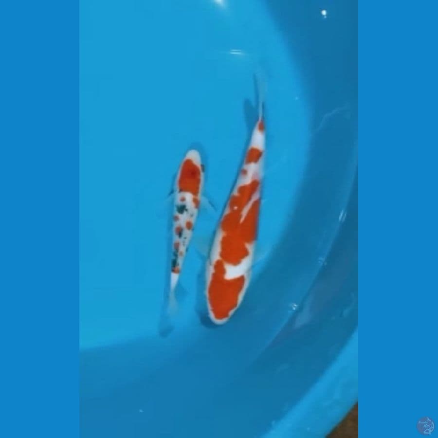 Kohaku Sanke 14-19cm