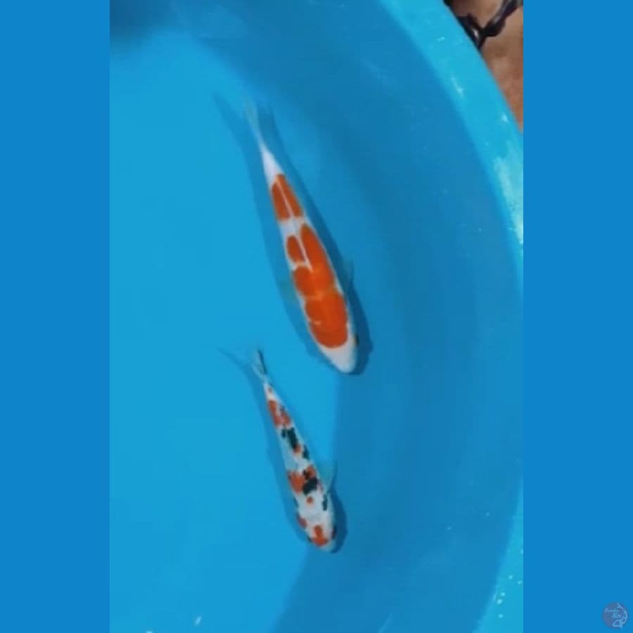 Kohaku Sanke 16-20cm