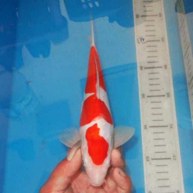 KOHAKU RED DEVIL