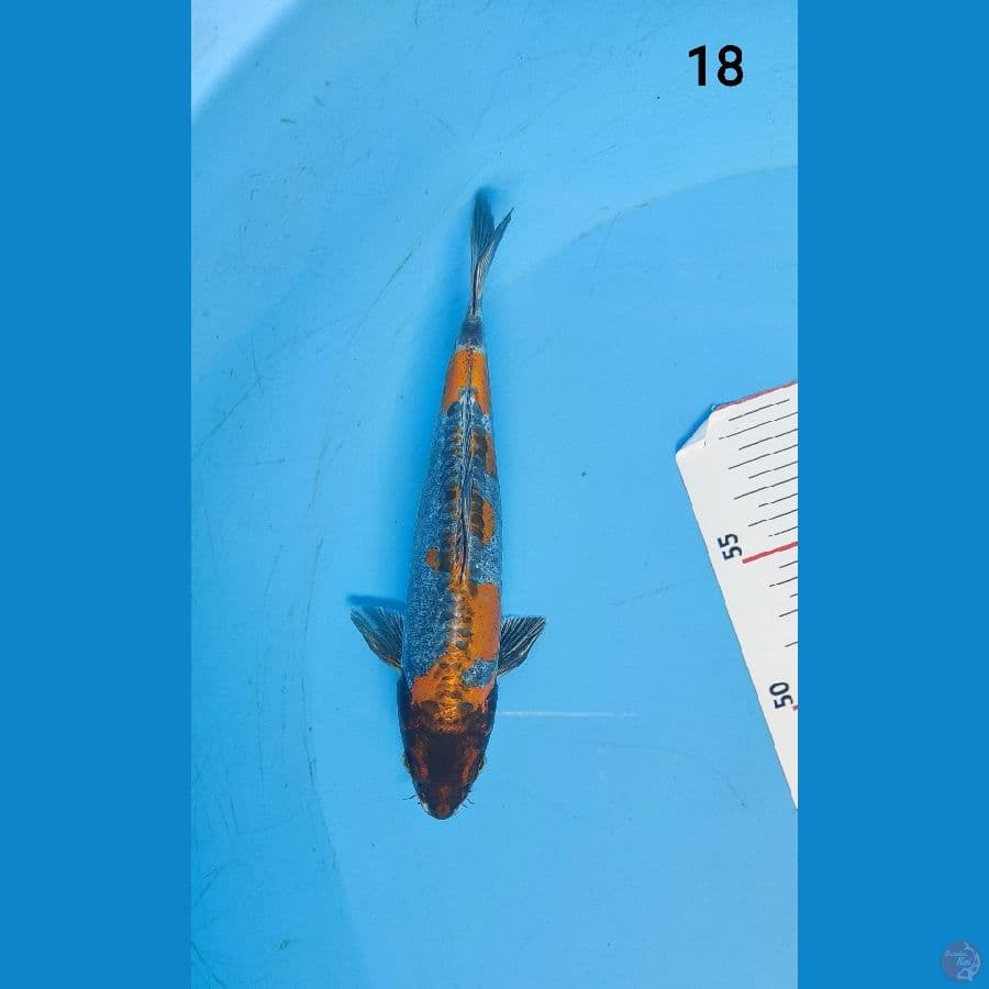 KIKO ANTIK 18 cm ARIAKA KOI FARM