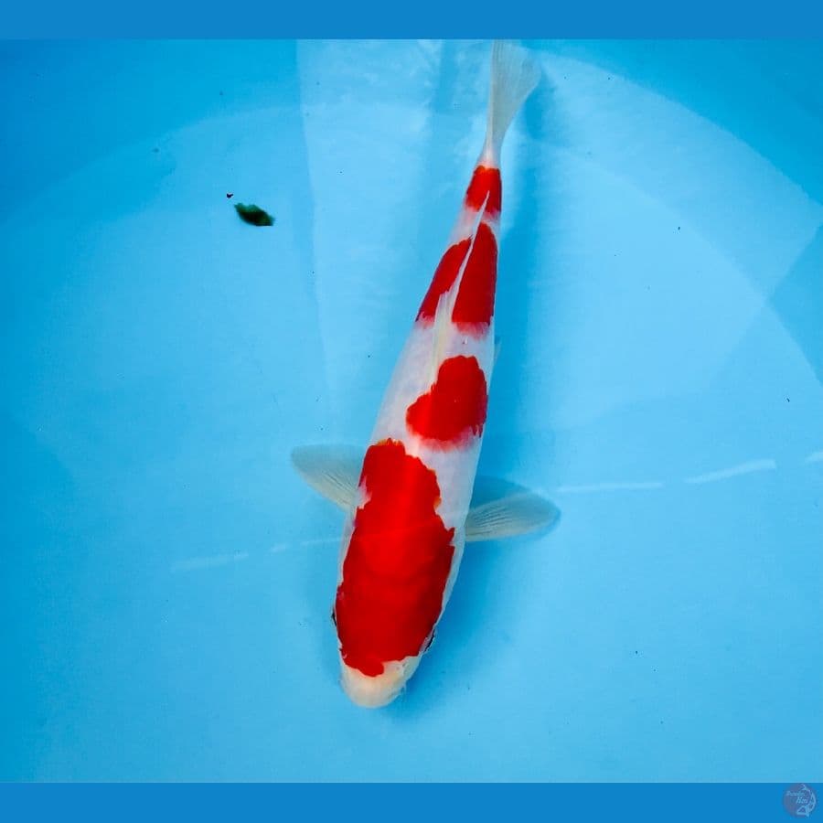 kohaku, 24 cm