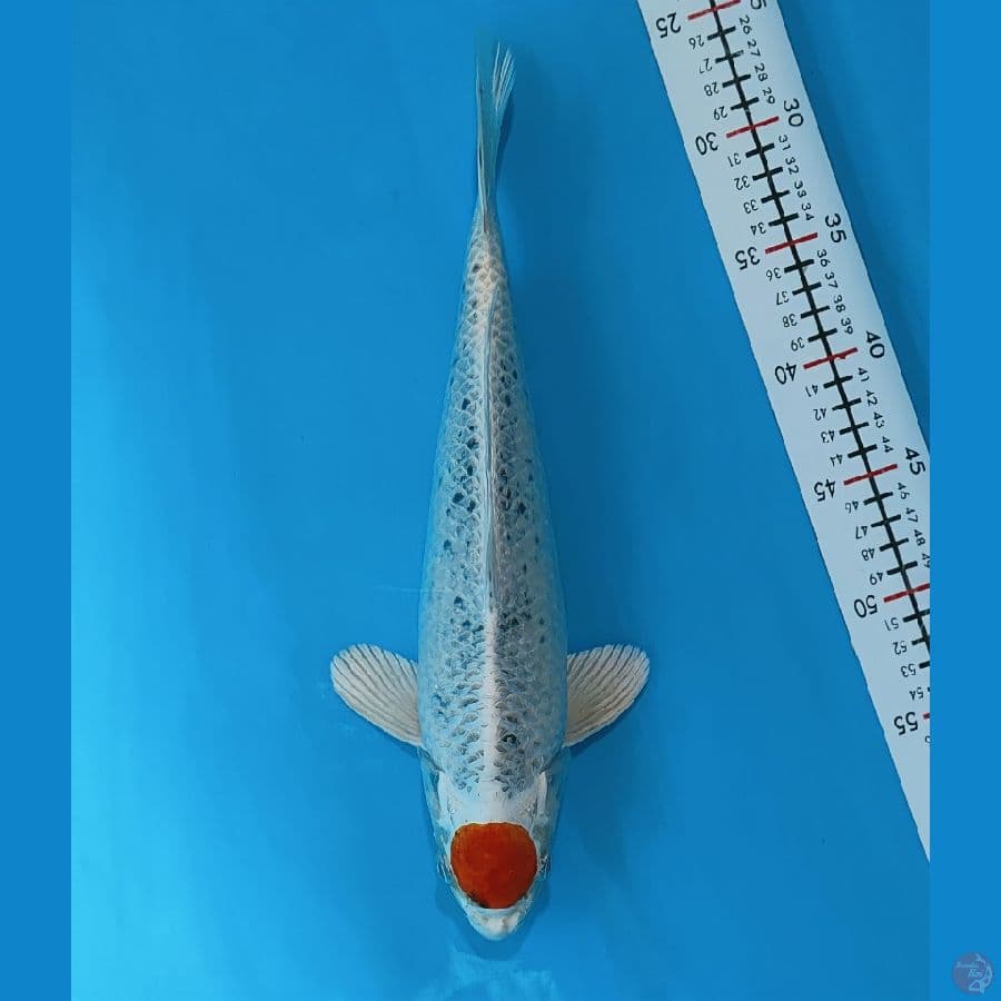tancho kujaku 35cm../ male