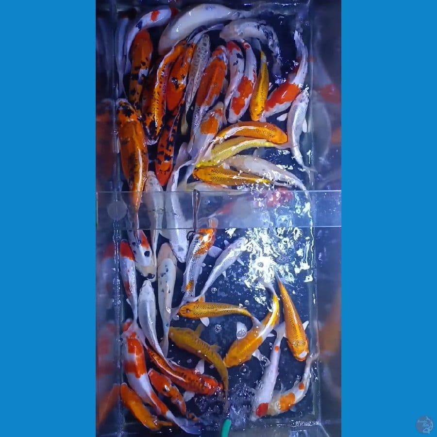 40 ekor MiX 20-40cm
