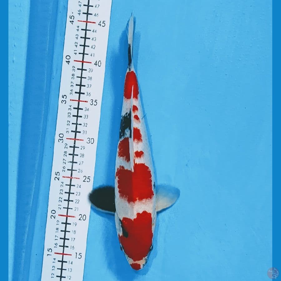 kindai showa 32cm/ male