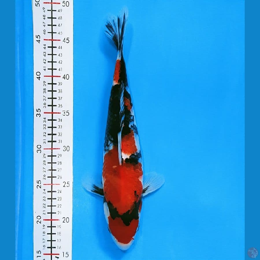 showa 33cm/fimale