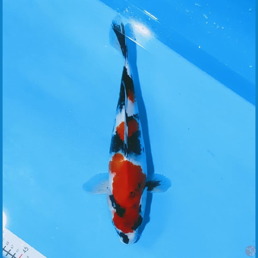 showa 37cm/fimale