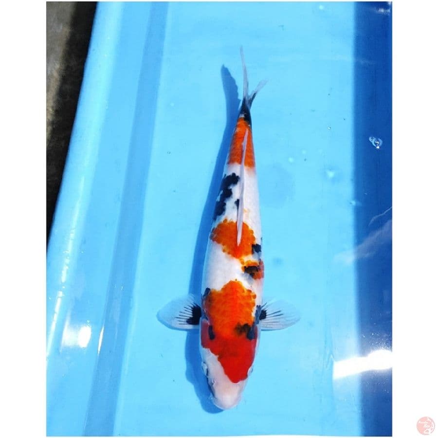 showa tategoi sumi pekat