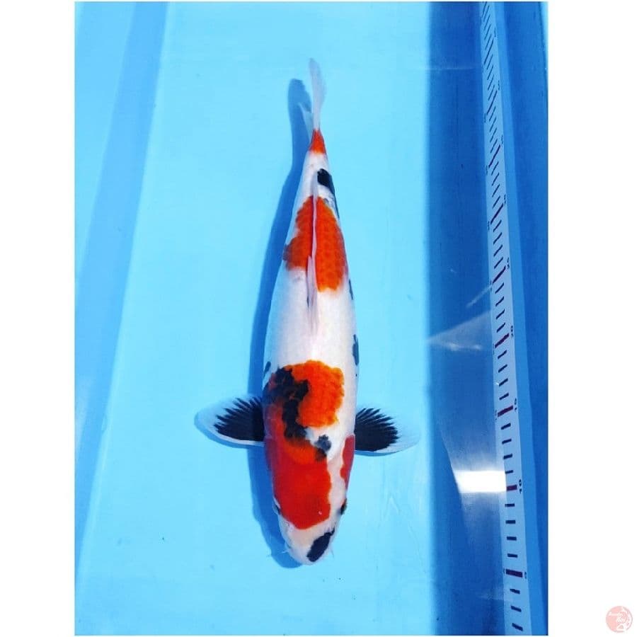showa tategoi potensi jumbo