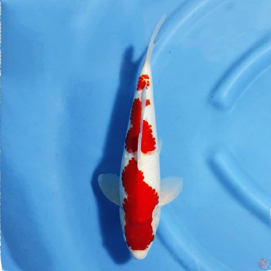 Kohaku 3 step