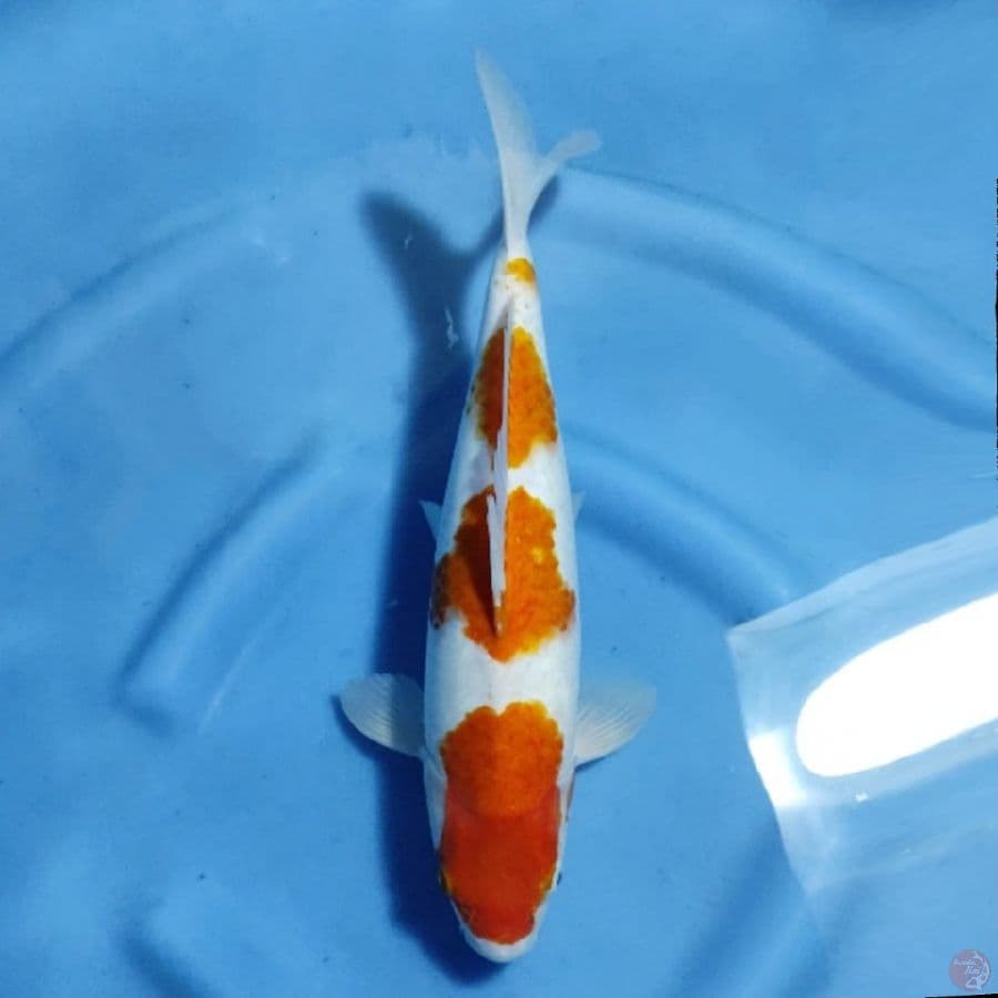 kohaku 4 step tulangan besar