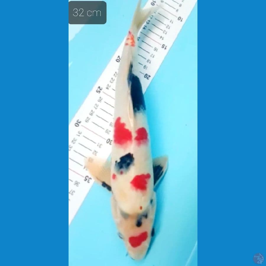 kindai 32 cm