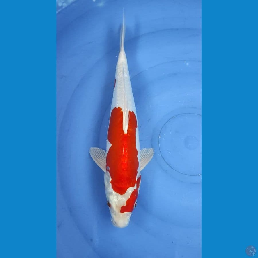 kikoshui