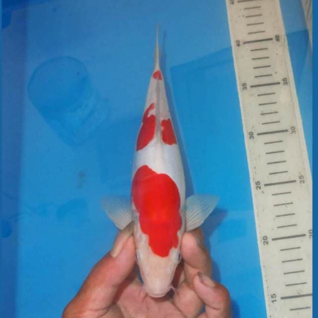 SANDAN ALUS KOHAKU