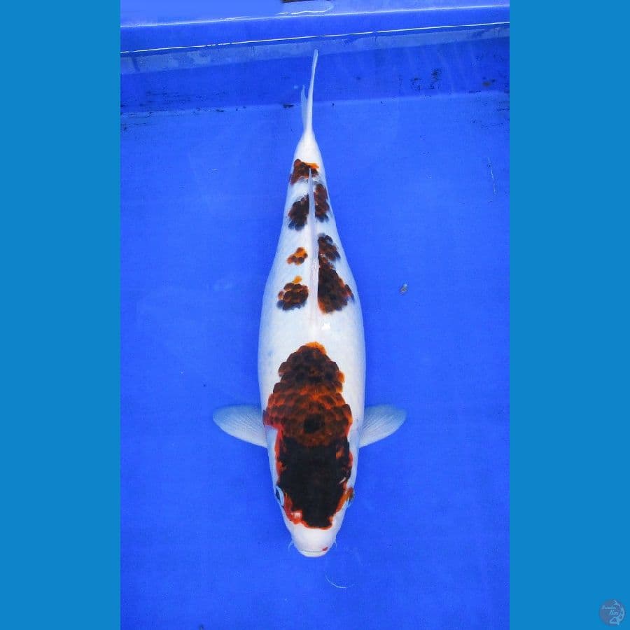 budo goromo ±42cm
