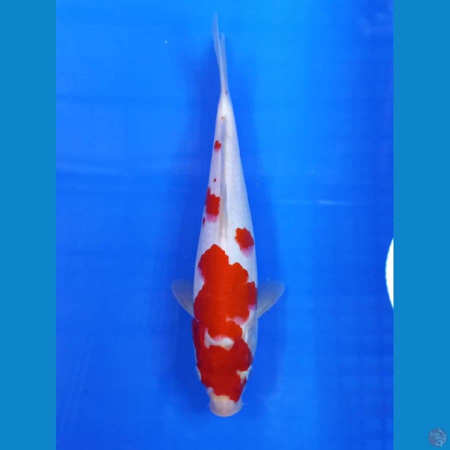 Kohaku 29cm