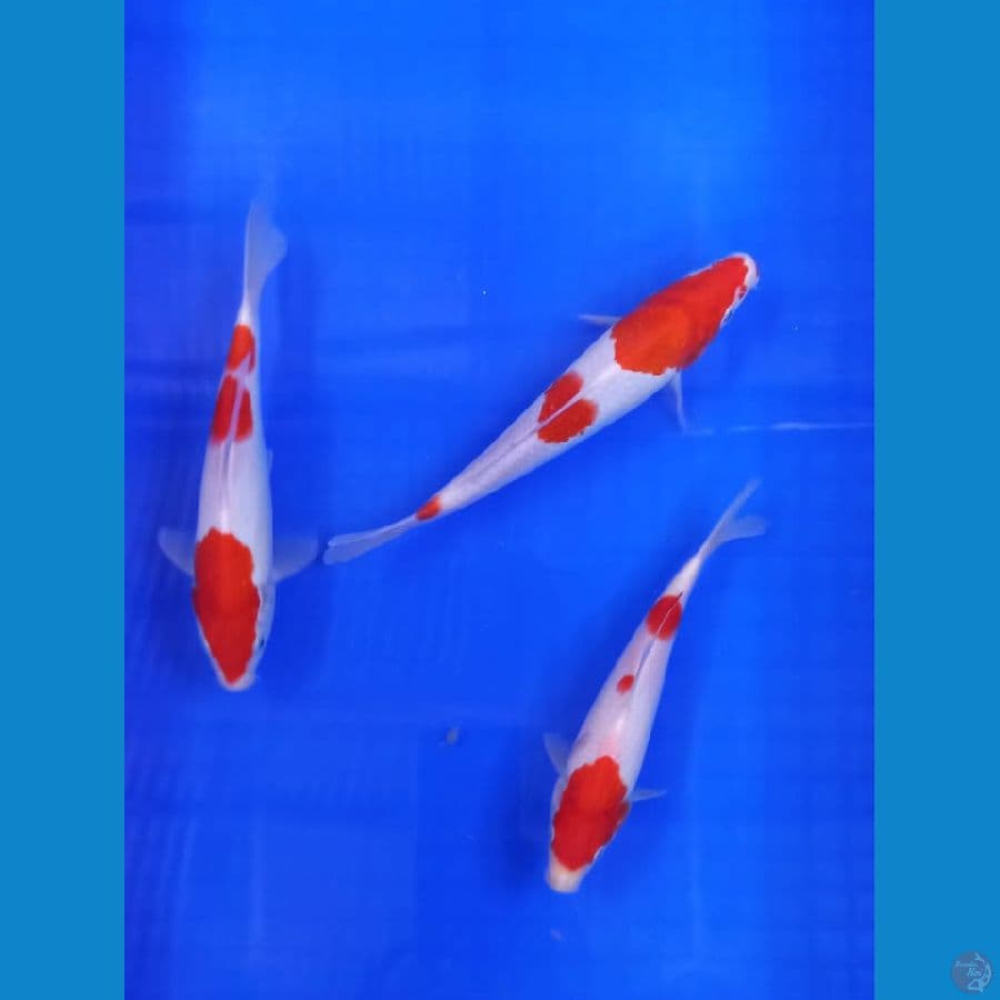 Paket Kohaku