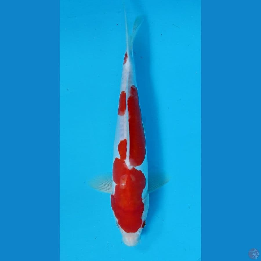 kohaku doit 28cm