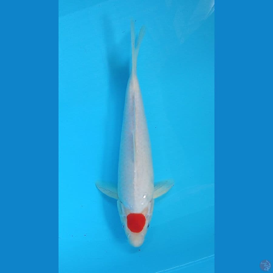 tancho 32 cm