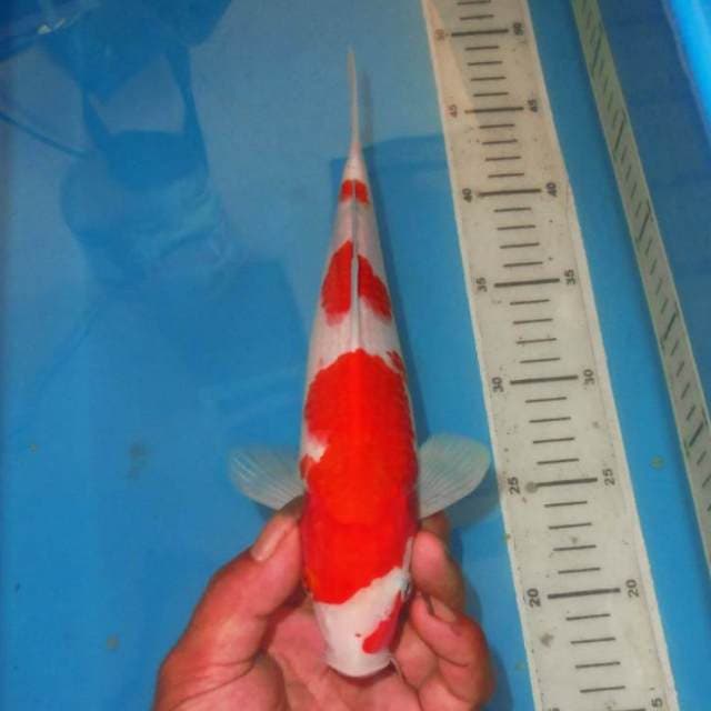 SANDAN KOHAKU MNS