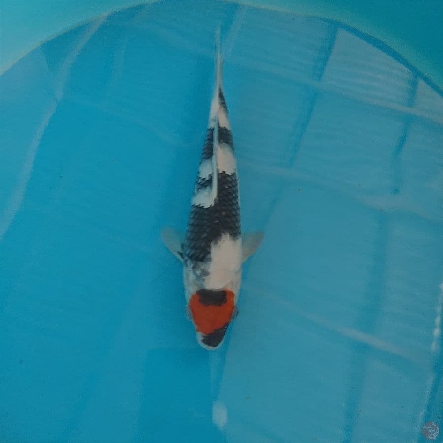TANCHO SHOWA HQ 25CM