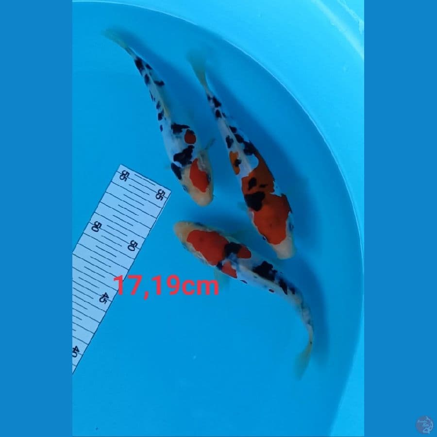 Sanke Doitsu 17-19 cm