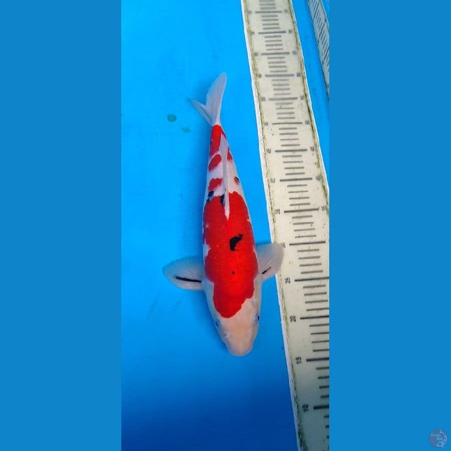 sanke halussss .... 41cm