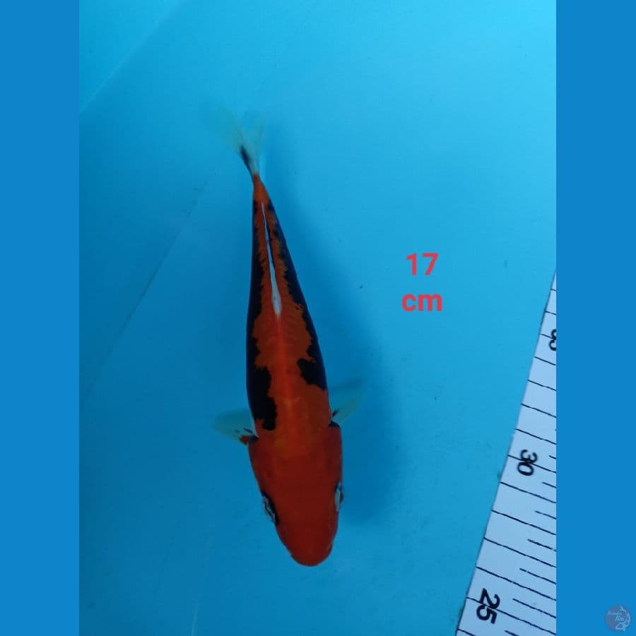 beny kumonryu 17 cm