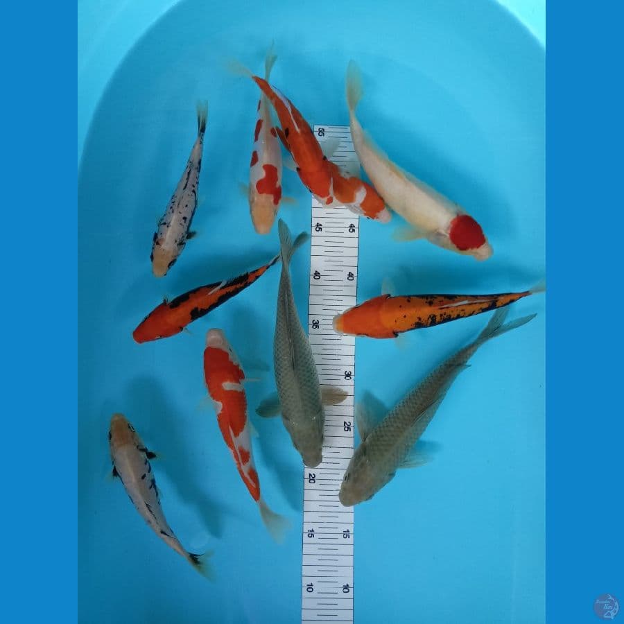 mix 18-24 cm