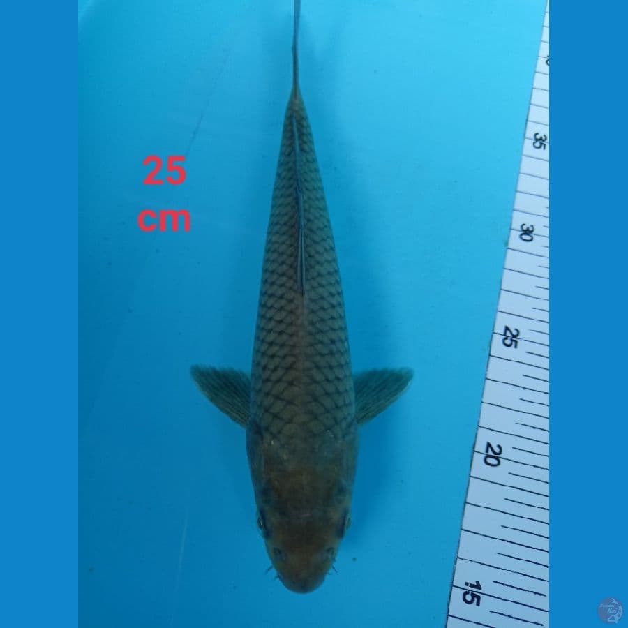 soragoi 25 cm