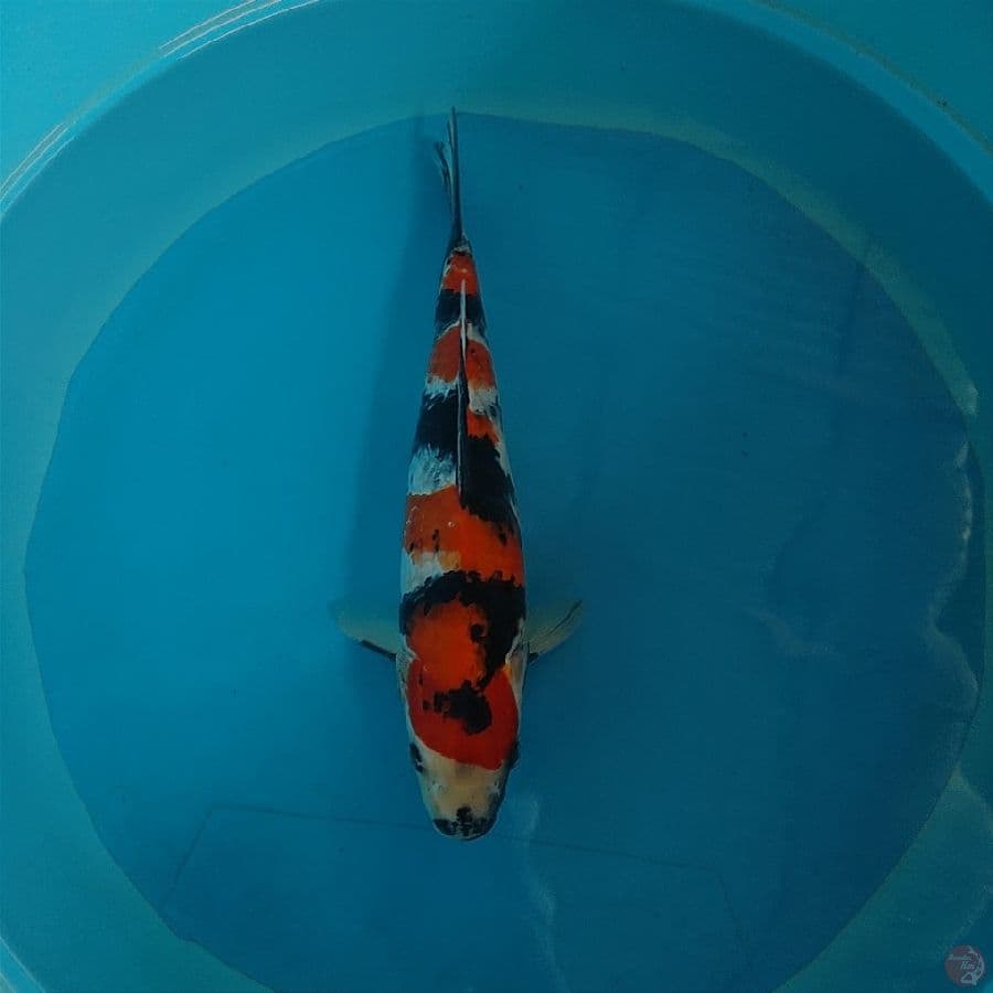 SHOWA SANSHOKU 37cm Male