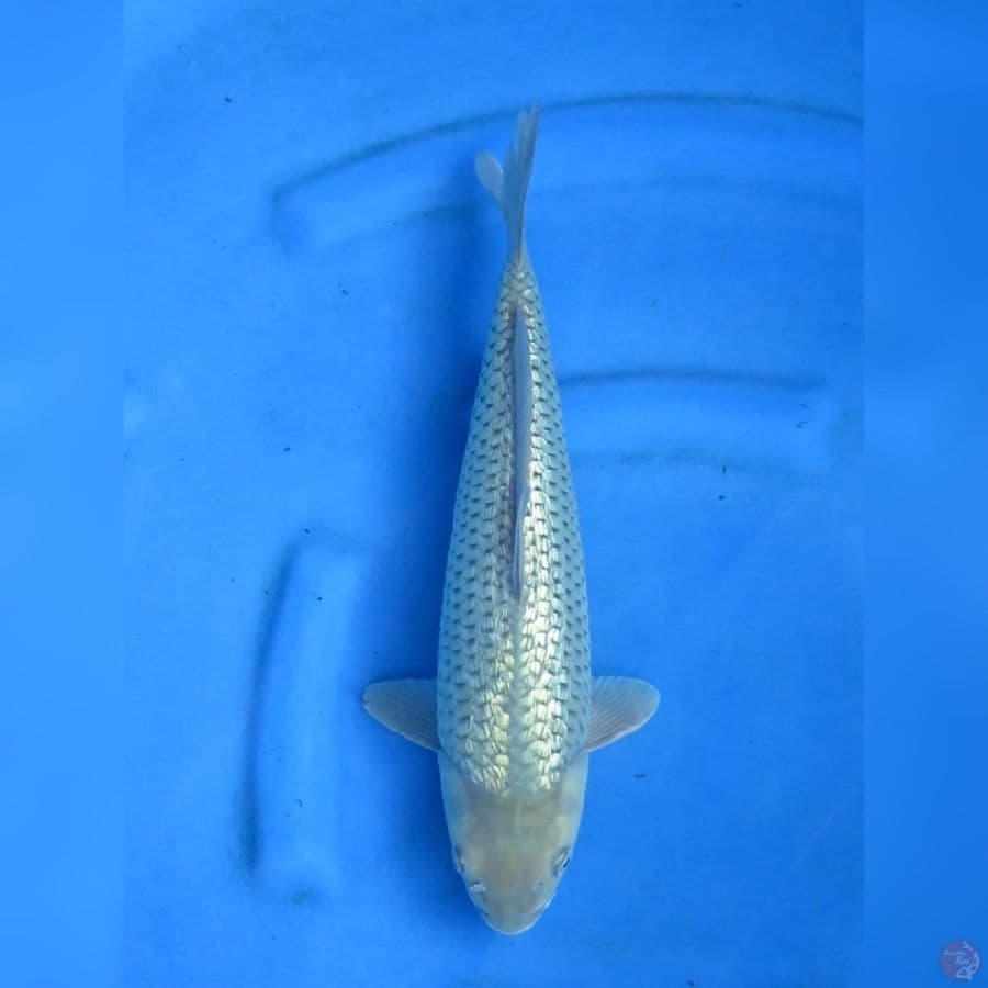 35cm - Soragoi Ginrin
