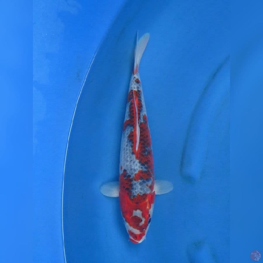 36cm - Goshiki Ori