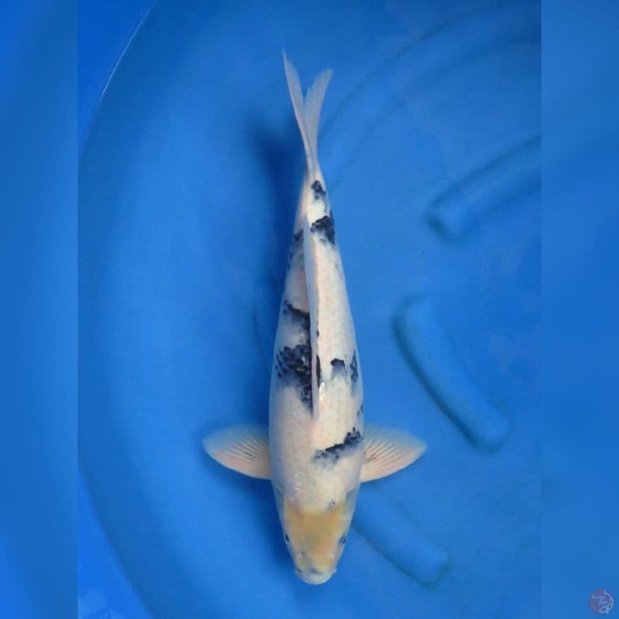 50cm - Male Shiro Evoluiton F1